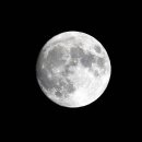 계수나무토끼한마리 | 계수나무 한 나무 토끼 한 마리