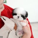 울산 강아지분양 미유펫 이미지