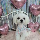 보라애견미용실 이미지