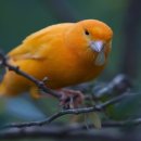 카나리아 이미지