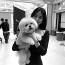 루비애견 이미지