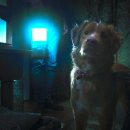 더 굿보이(THE GOODBOY) | 영화 굿 보이 (GoodBoy, 2025): 정보 및 후기, 인디 귀여워요 인디 늠름해요