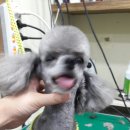 사랑해줄개 애견샵 이미지