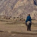 돌산가축 이미지