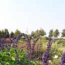 블루세이지 이미지