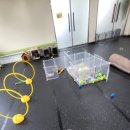 광릉내 애견 이미지