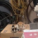 노엘동물병원 이미지