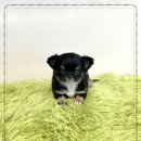 블리독수유점 고양이강아지분양 말티푸 미니비숑 포메라니안 | 부산 강아지분양 고민이시라면 부산강아지분양 헬스독 애견입양 말티푸들포메라니안미니비숑