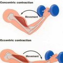 편심성 수축(eccentric contraction)의 중요성 이미지