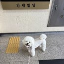 댕댕이 보호구역 | 부산애견카페 신상 실내애견카페 왈왈랜드 솔직후기