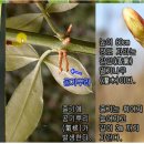 개나리 장주화, 단주화/빅토리아연 암수술/영춘화/만리화 이미지