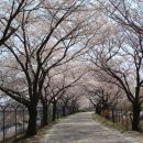 안강 벚꽃 이미지