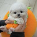 부산애견호텔 강아지유치원 펫퍼센트&코모네하우스 | [공지] 🎁🐾 2026년 3월 한정 화이트데이 이벤트 ✨ 펫퍼센트 아가멍 분양 소식