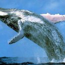 고래이야기 이미지