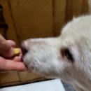 헤모랩