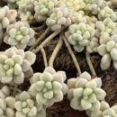 호피농장 이미지