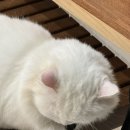 건강한 개냥이 친구들이 있는 루프탑 캠핑장 “강남고양이카페”