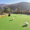 서울애견 | 용인 애견 운동장 별똥구리 주차 편한 고기리 뷰 맛집 서울근교 애견카페 후기