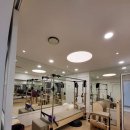 필라펠리스 이미지