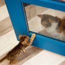 액션 호랑이 태권도장 이미지