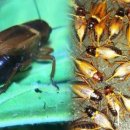 큐리농장 이미지