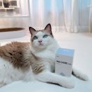 헤어닥터 | 고양이 헤어볼토 구토 관리 꿀팁, 닥터바이 헤어볼케어 영양제 후기