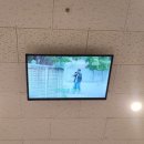 대구슈가링데이지왁싱
