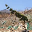 [#해송,#소나무 나무직거래 경남] 누워있는 소나무(해송) 팝니다 구입 하는곳 이미지
