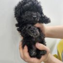 댕댕프렌즈 이미지