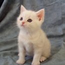 고양이랑 이미지