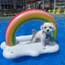 강아지 놀이터 이미지