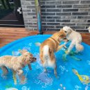 콩자반 애견유치원 이미지