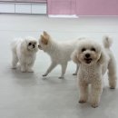 댕로하 애견유치원&애견미용 네이버블로그