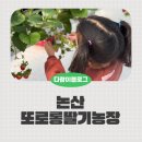 전원농장 | 논산 또로롱딸기농장, 겨울 아이랑 실내 딸기체험 후기