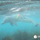 온온종달 이미지