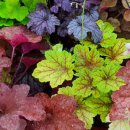 두리조경 이미지