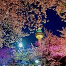 하동황금발전소 2호 | 대구 이월드 피크닉 블라썸 | 벚꽃 명소 완벽 가이드 + 현지 맛집 추천 2026