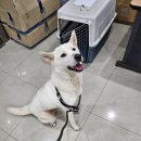 효성동물병원 이미지