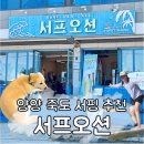 오션서프 | 양양 죽도해변 서핑샵 서프오션 서핑 강습 후기 준비물