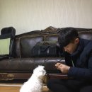 황금애견 이미지