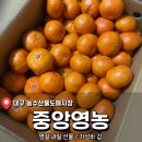 대구청과시장 | 설 연휴 명절 과일 선물 <대구 농수산물 도매시장 중앙청과> 꿀 같은 귤 후기 (내돈내산)