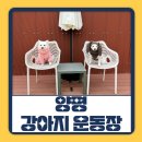 뛰어놀개 애견펜션 이미지