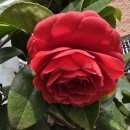 녹동시장 이미지