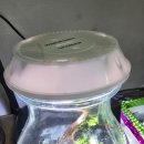 반려식물 테라리움 만들기 | [공지] 반려식물 테라리움 만들기