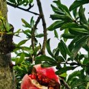목리안