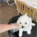 천안 강아지분양 고양이분양 파라다이스펫본점 이미지