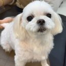 멍친 네이버블로그