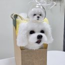 생연초교사거리(교통삼) | 반려견 아트돌 인형_말티즈 라떼_주문제작 후기