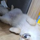 콩콩 강아지 유치원 호텔 놀이방 이미지