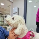 제갈견 동물병원 이미지